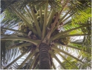 Nghiên cứu chọn tạo giống dừa cho các tỉnh phía Nam